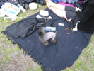 Sort picnic